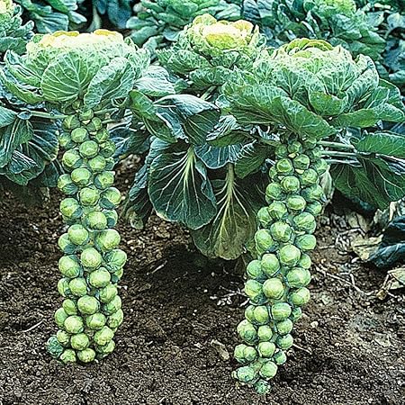 National Gardens Catskill Brussel Sprouts Vegetable Seeds (Pack of 20)