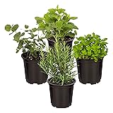 Live Aromatic and Edible Herbs - Assorted Varieties