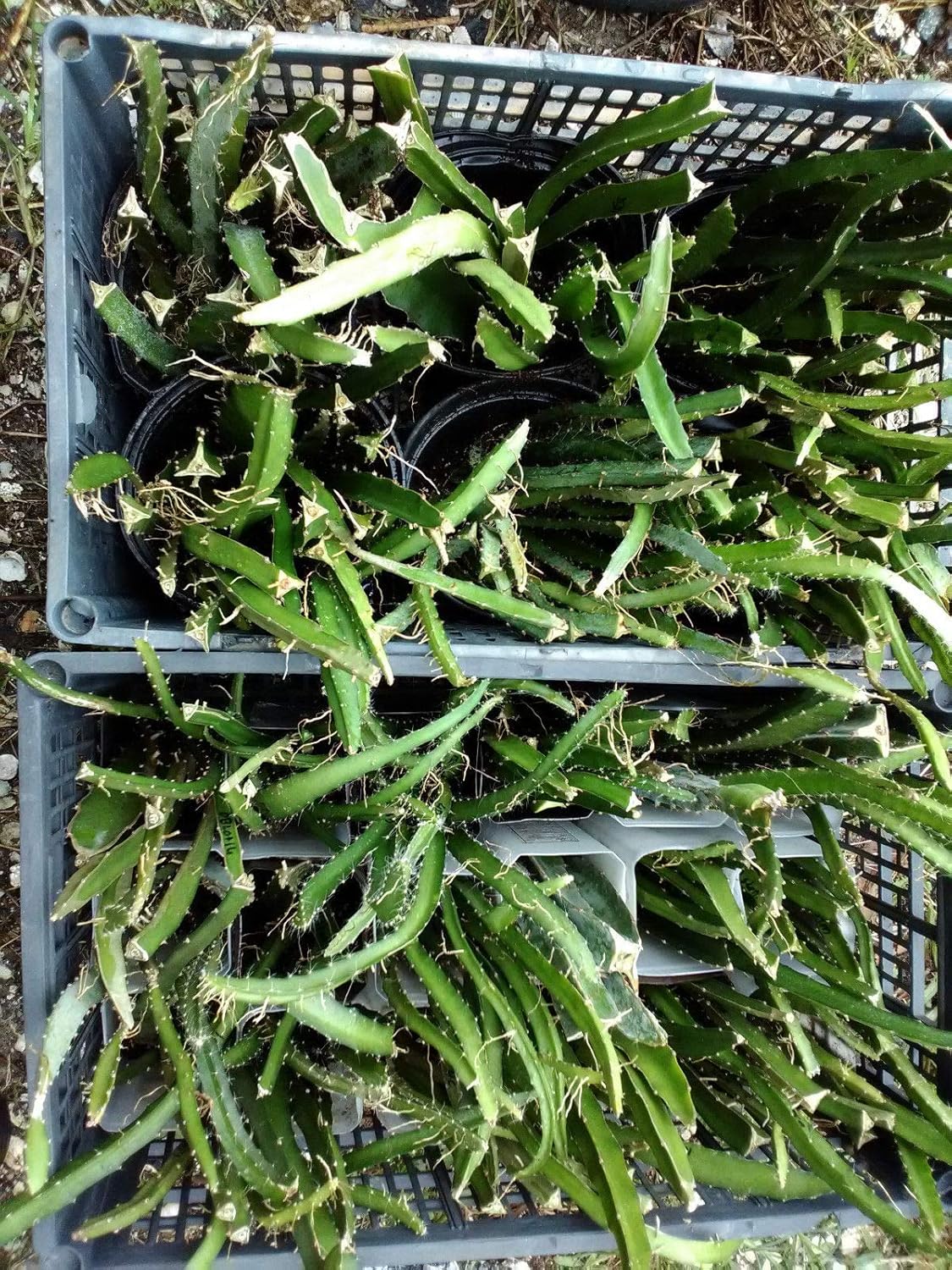 Amazon Co Jp 発芽seeds 罪espina ドラゴンフルーツの挿し木49 Varieities栽培品種ライブ工場レッドホワイトピンクイエロー ホーム キッチン