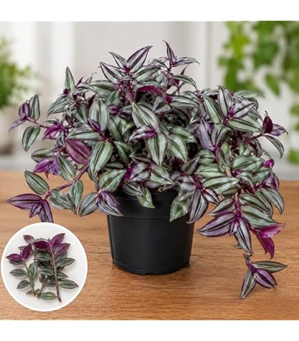 Amazon.com : Violet Hill Tradescantia Zebrina - Trailing Wandering
