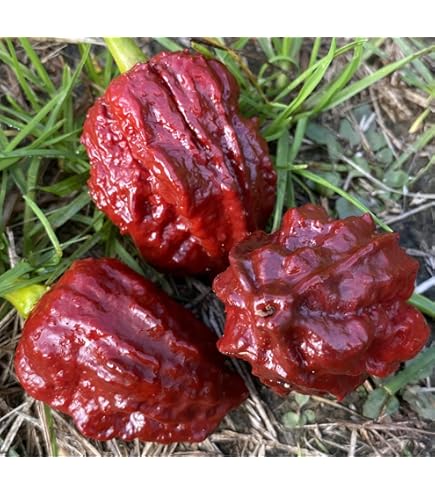 Pink❤️Pepper Amazon.com : Pink 7 Pot 7pot 7Pod Pepper Premium Seeds for