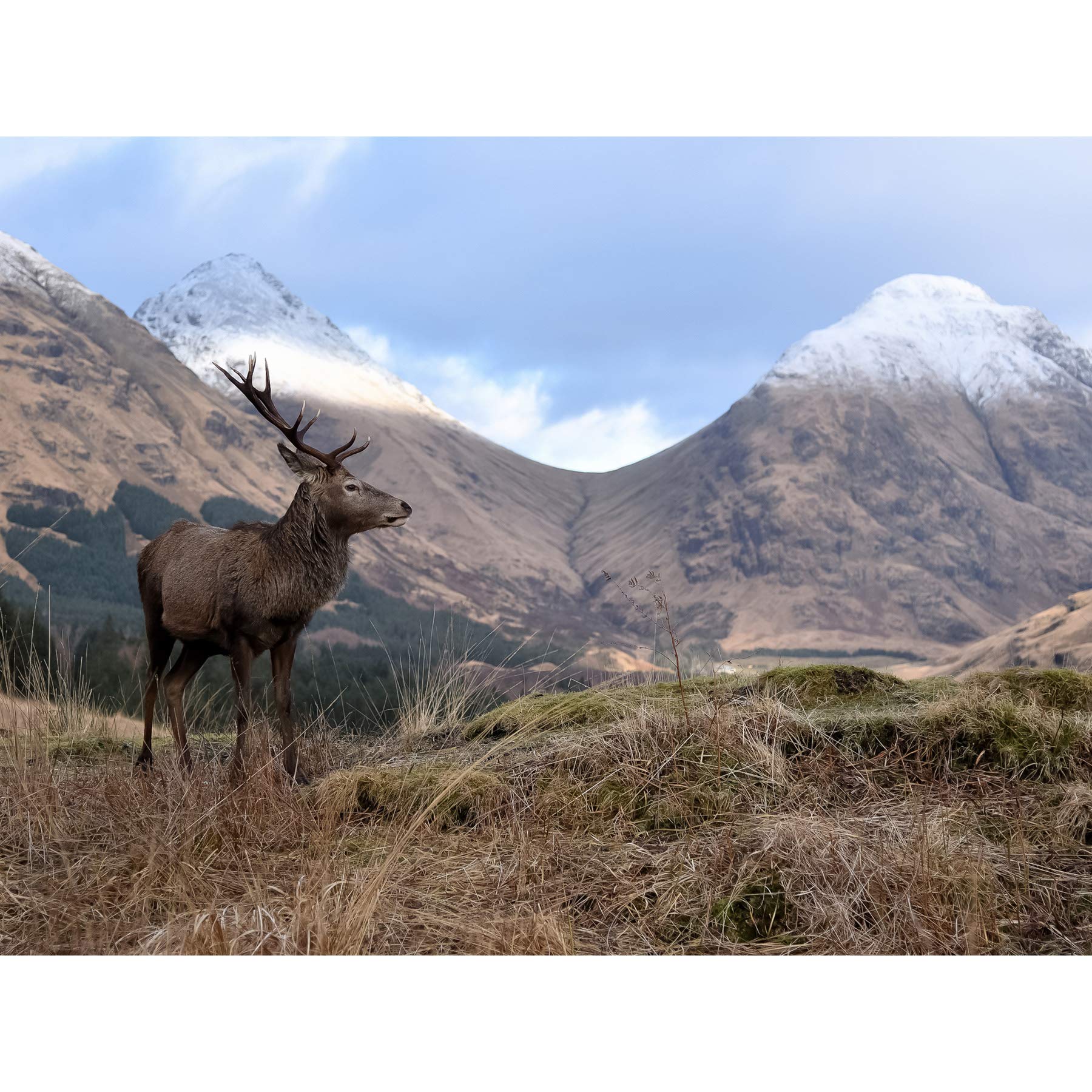 Artery8 Andrewmckie Red Deer Stag Glen Etive Scotland Photo Premium Wall Art Canvas Print 18X24 Inch