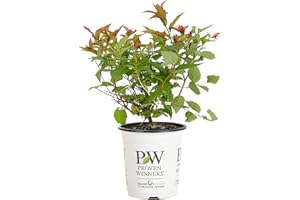 Proven Winners SPIPRC1117800 Double Play Doozie Live Shrub 4.5" Quart Red