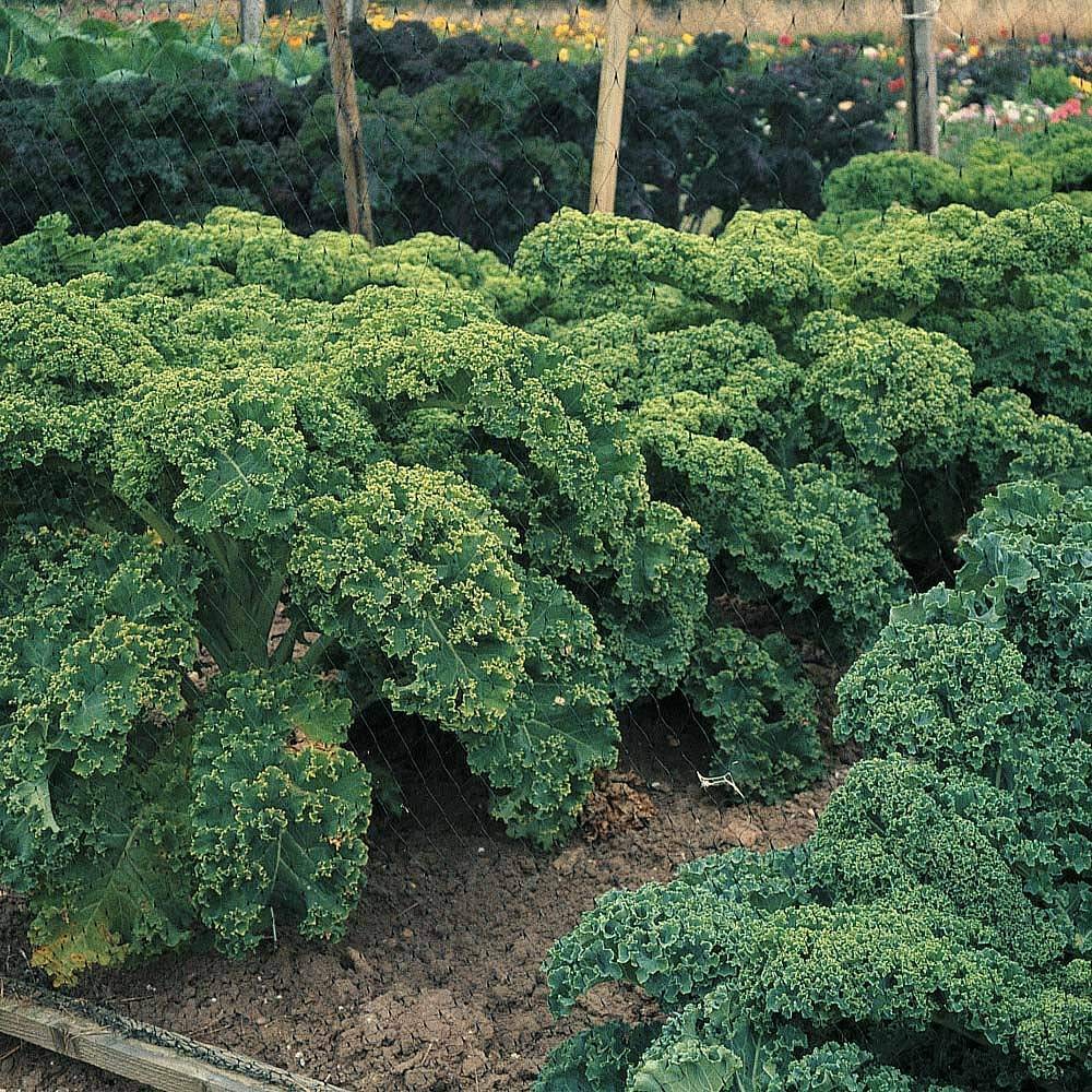 Kale 'Dwarf Green Curled' Seeds Annual Vegetable Garden Plants Easy to Grow 'Dwarf Green Curled' 1 Packet of 400 Seeds Thompson and Morgan