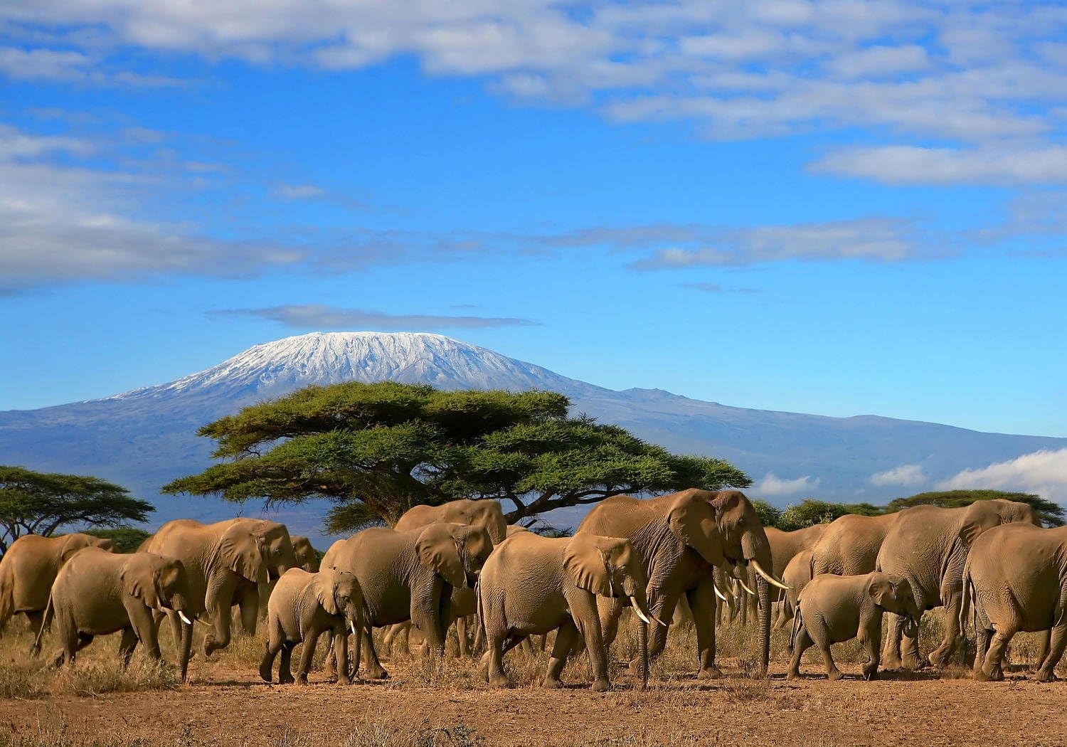 Non-woven wallpaper Kilimanjaro VT29 Dimensions: 400 x 280 cm, Photo Wallpaper, Non-Woven Wallpaper, High Quality, Premium Image Wallpaper, Africa Elephant Berg