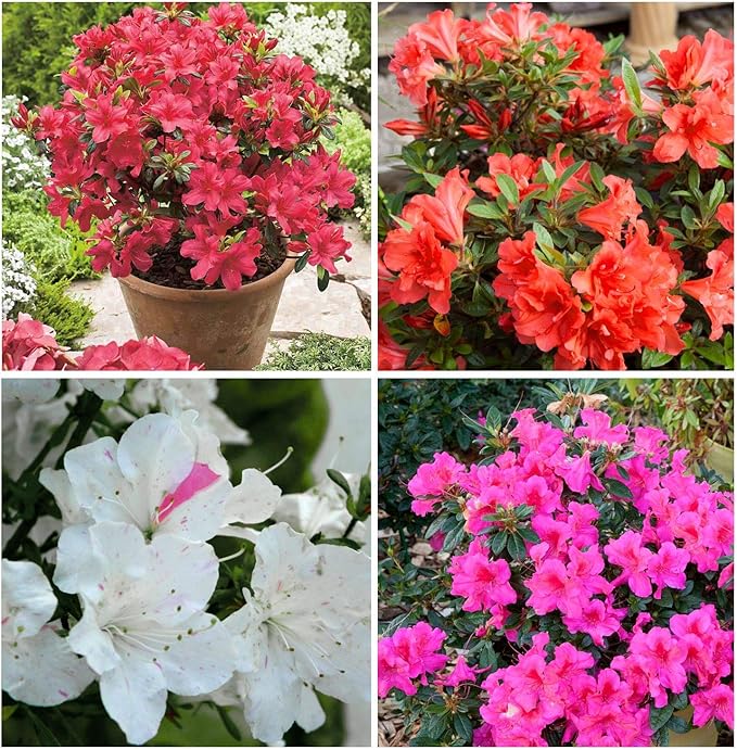 4X Azalea Encore Evergreen Plant Selection Mixed Colours Repeat