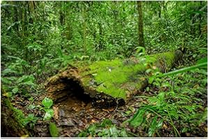 ZATIASMILLER Jungle Forest Reptile Tank Background Tropical Dead Trees Reptile Enclosure Background Rainforest Trees Plants Aquarium Backgrounds Tropical Forest Moss Lush Trees Fish Tank Backgrounds 24x12in