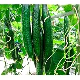 Seeds Cucumber Burpless Chinese Miracle Snake Giant Long Rare Vegetable for Planting Non GMO