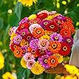 Eden Brothers Zinnia Seeds - California Giants Mix, Non-GMO Seeds for Planting, Packet | Low-Maintenance Flower Seeds, Plant During Spring, Zones 3, 4, 5, 6, 7, 8, 9, 10