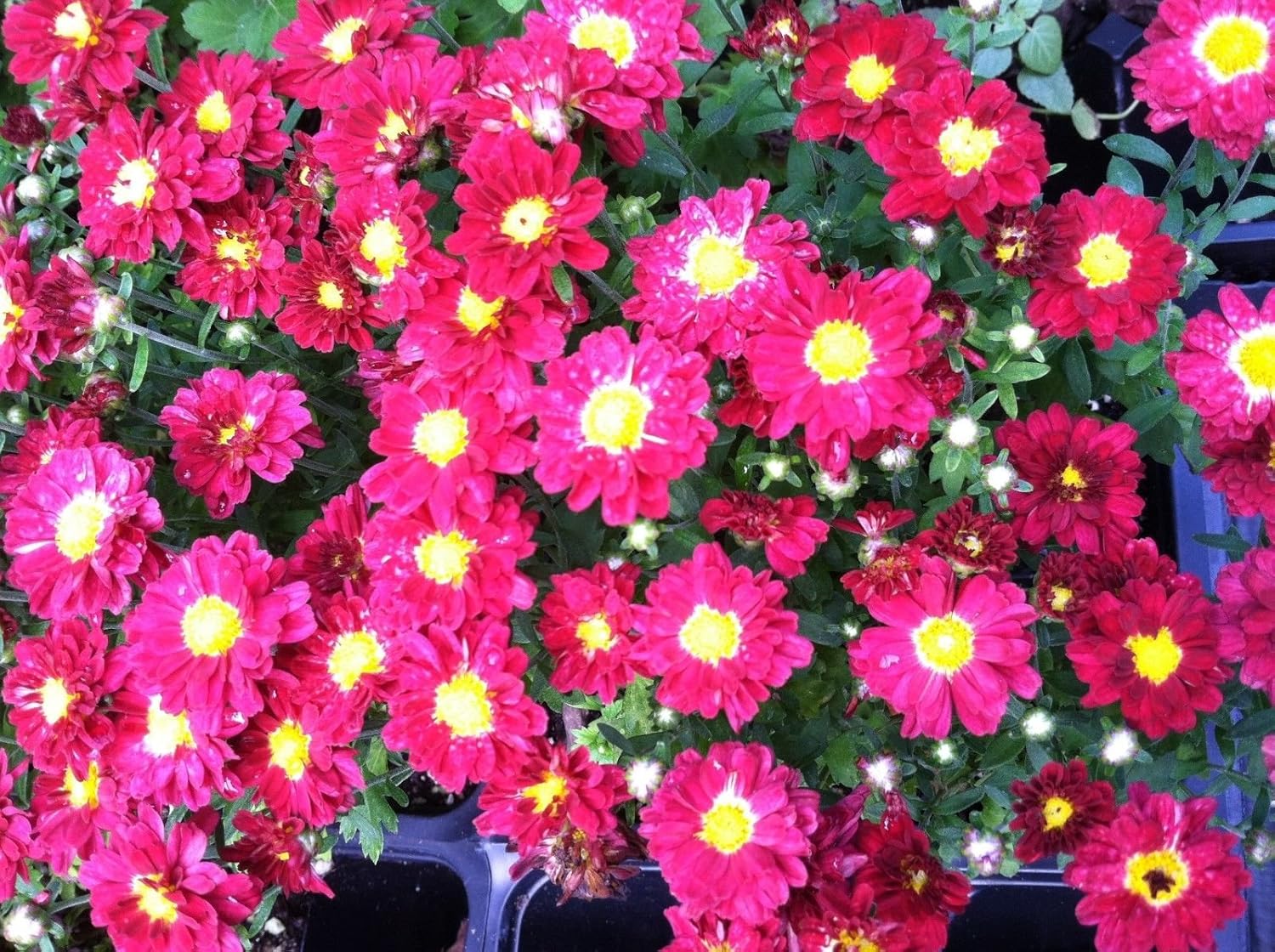 Growing Mums In Containers Better Homes Gardens