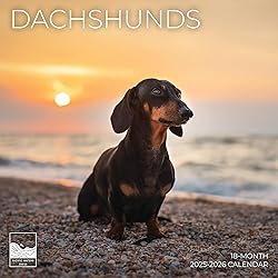 July 2025- December 2026 Dachshund Wall Calendar 18