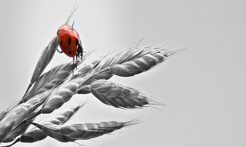 New Royal Fish Luxor - //medicalbooks.filipinodoctors.org