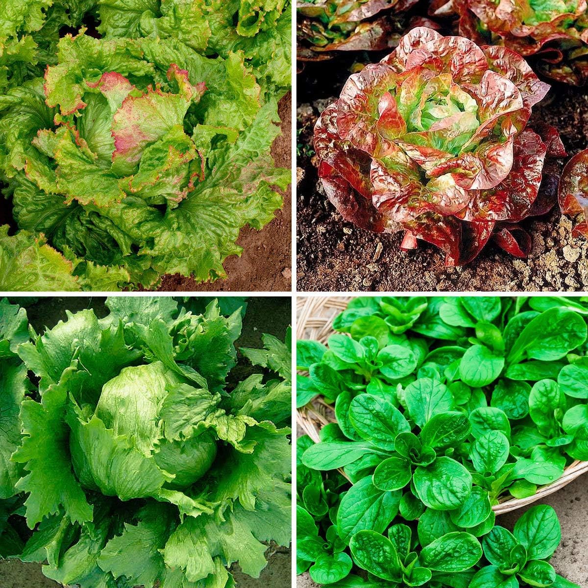 Creine 100 Pcs Lettuce Seeds-Mixd Salad Leaves Home Green Vegetable Seeds for Healthy