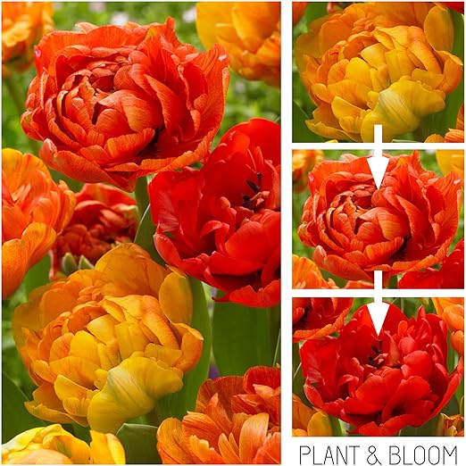 Plant Bloom Bulbi Da Fiore Tulipani Camaleonte A Doppio Fiore Dall Olanda 25 Bulbi Piantagione Autunnale Facile Da Coltivare Fioritura Primaverile Arancioni Qualita Superiore Olandese Amazon It Giardino E Giardinaggio