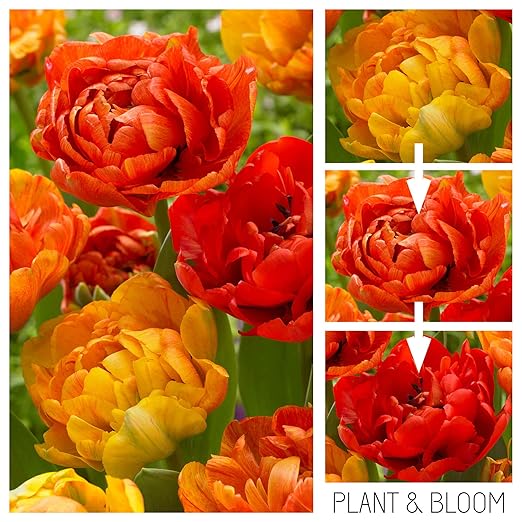 Plant Bloom Bulbi Da Fiore Tulipani Camaleonte A Doppio Fiore Dallolanda 25 Bulbi Piantagione Autunnale Facile Da Coltivare Fioritura