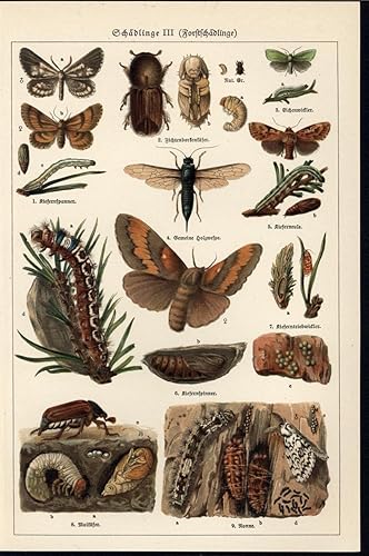 Pictures Of Moths Flying