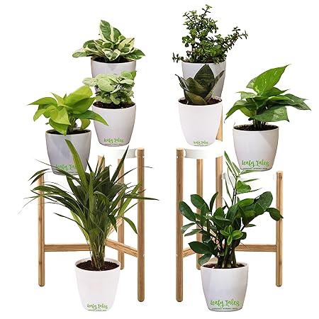 Leafy Tales Air Purifying Plants Combo- Areca Palm, Sansevieria Green, Golden Money Plant, White Money Plant, ZZ Plant, Green Money Plant, Button Jade & Dwarf Syngonium in White Plastic Pot , Set of 8