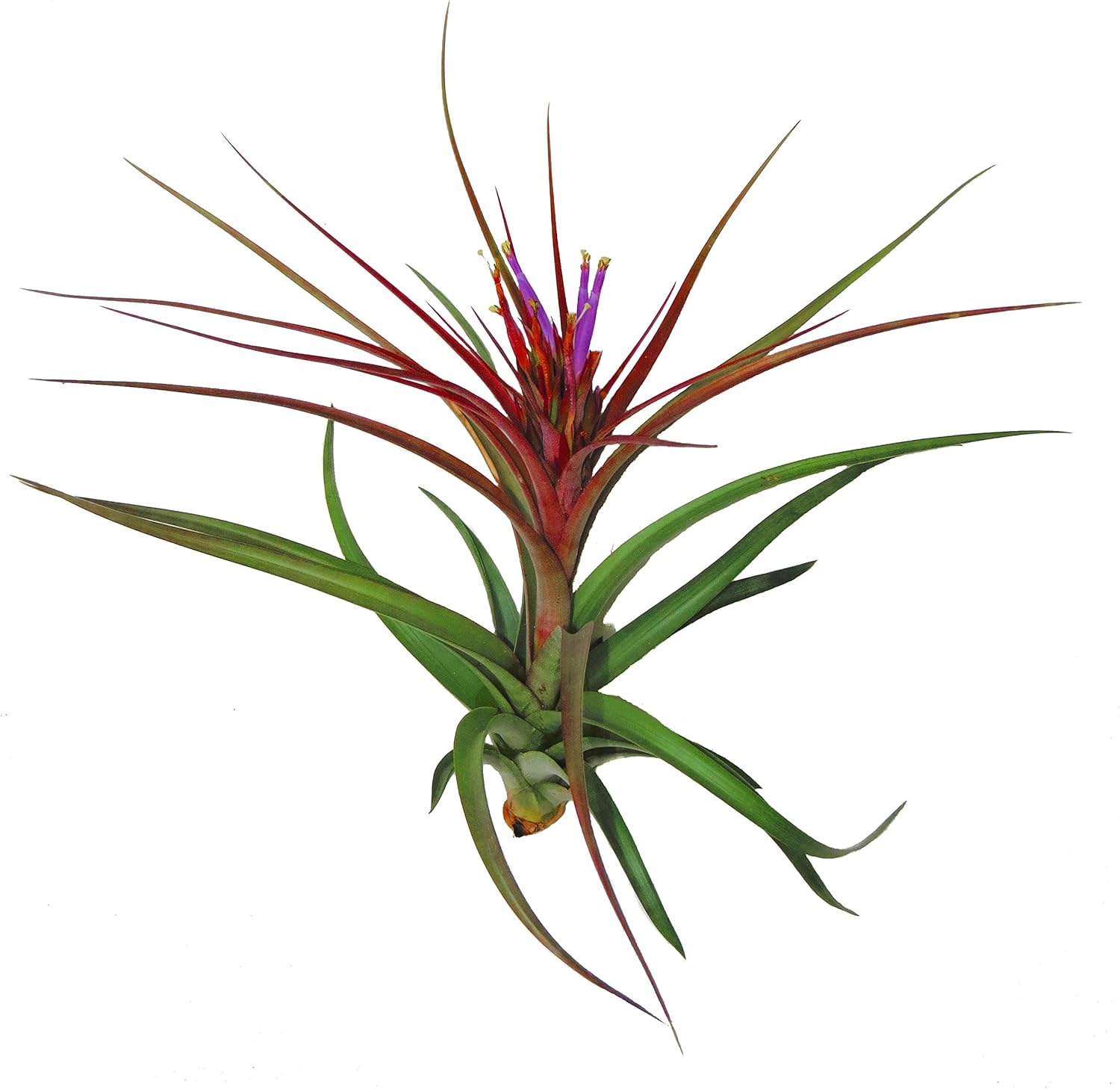 Amazon Com Large Air Plants Big Sparkler Air Plants Nice 5 To 7 Inch Air Plant 30 Day Guarantee For Air Plant Shop Orders Over 45 Free Air