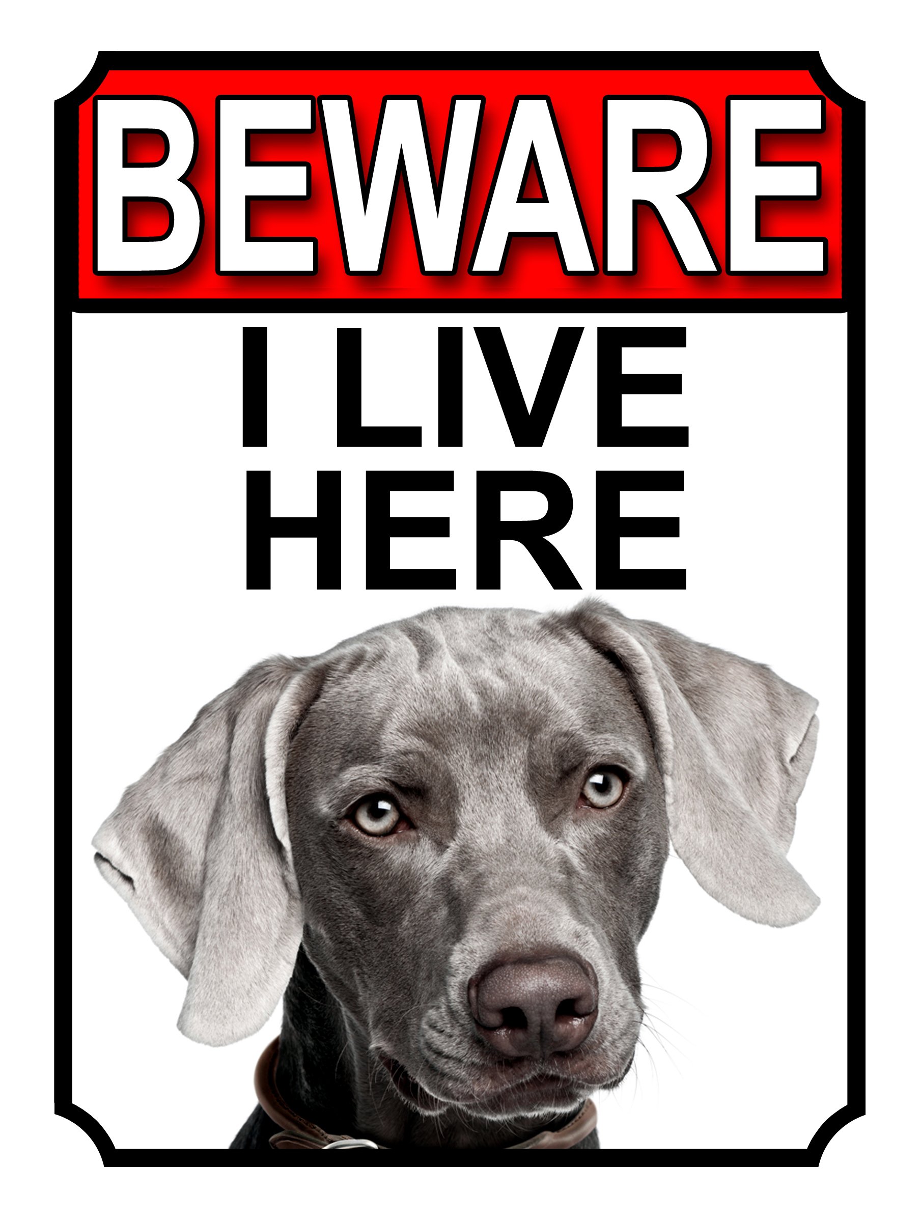 SHAWPRINT BEWARE I LIVE HERE METAL GATE SIGN WEIMARANER 200MM X 10MM (1093H1)