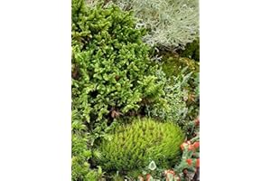 Tin Roof Treasure Small Value Fairy Garden Starter Kit Moss and Lichen for Terrarium, 5"x7" Bag