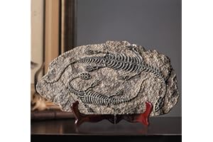 LAGOM HOUSE Dinosaur Fossil Dinosaur Room Decor Statue of Plesiosaur Dinosaur Fossils for Room | Resin Jurassic Plesiosaur Dinosaur Model Gift for Adults Collection Decor Learning Educational