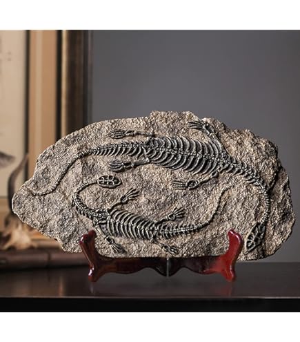 Statua Fossile Di Brachiosauro In Resina XINDAM – Scheletro Simulato 30 Cm, Decorazione Casa E Ufficio, Regalo Per Appassionati