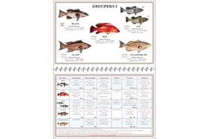GENERIC Gulf of Mexico | Gulf of America Saltwater Fish Identification Chart with Rules, Regulations, Limits, and Sizes. Over 150 Shark and Fish ID Photographs; Waterproof Fishing Guide