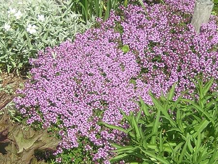 Teppich Thymian Thymus Serpyllum 200 Samen Thyme Creeping
