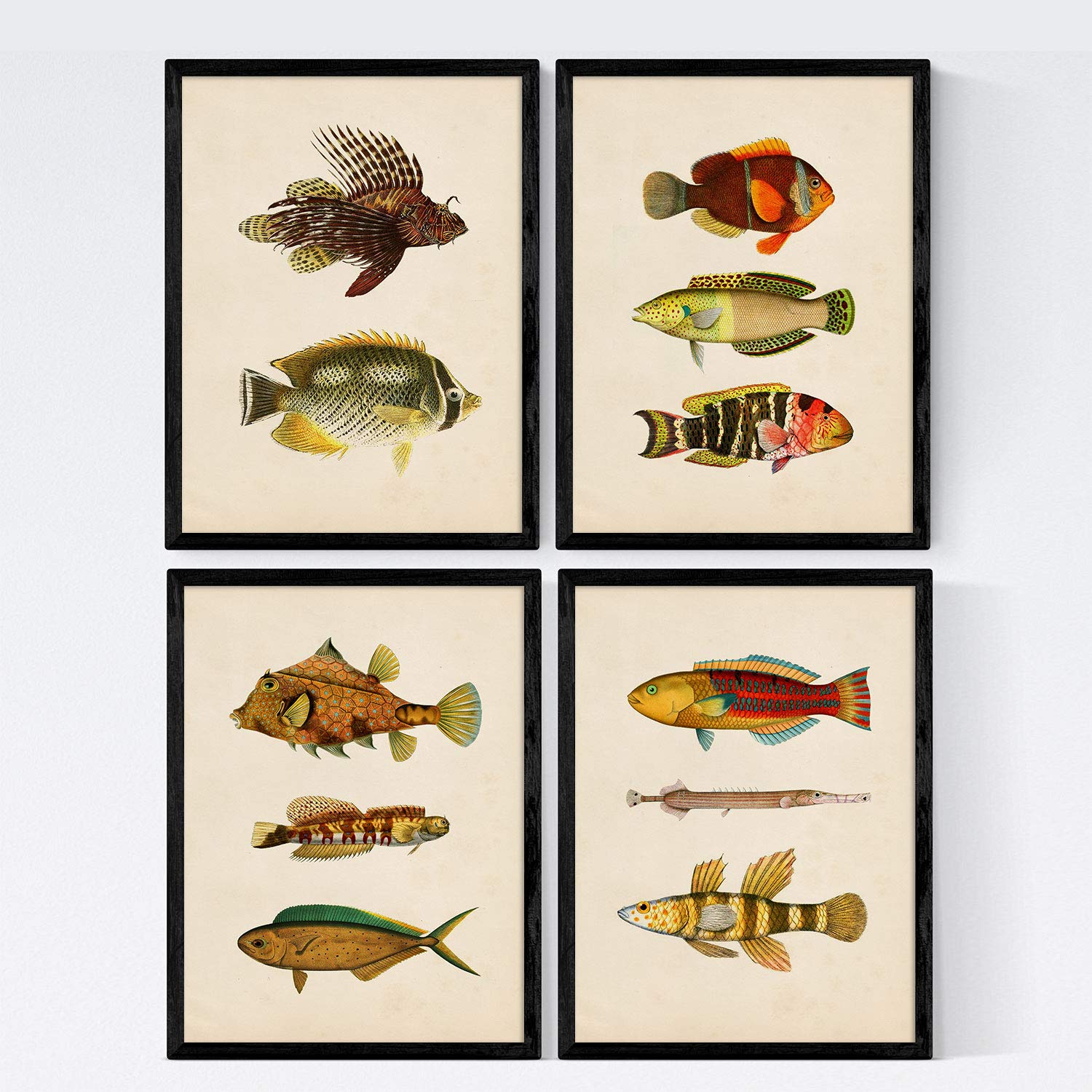 Nacnic Set 4 sheets of fish vintage colorful effect. North. Composition of 11 different fish in A4 size, vintage background old paper Poster paper 250 gr