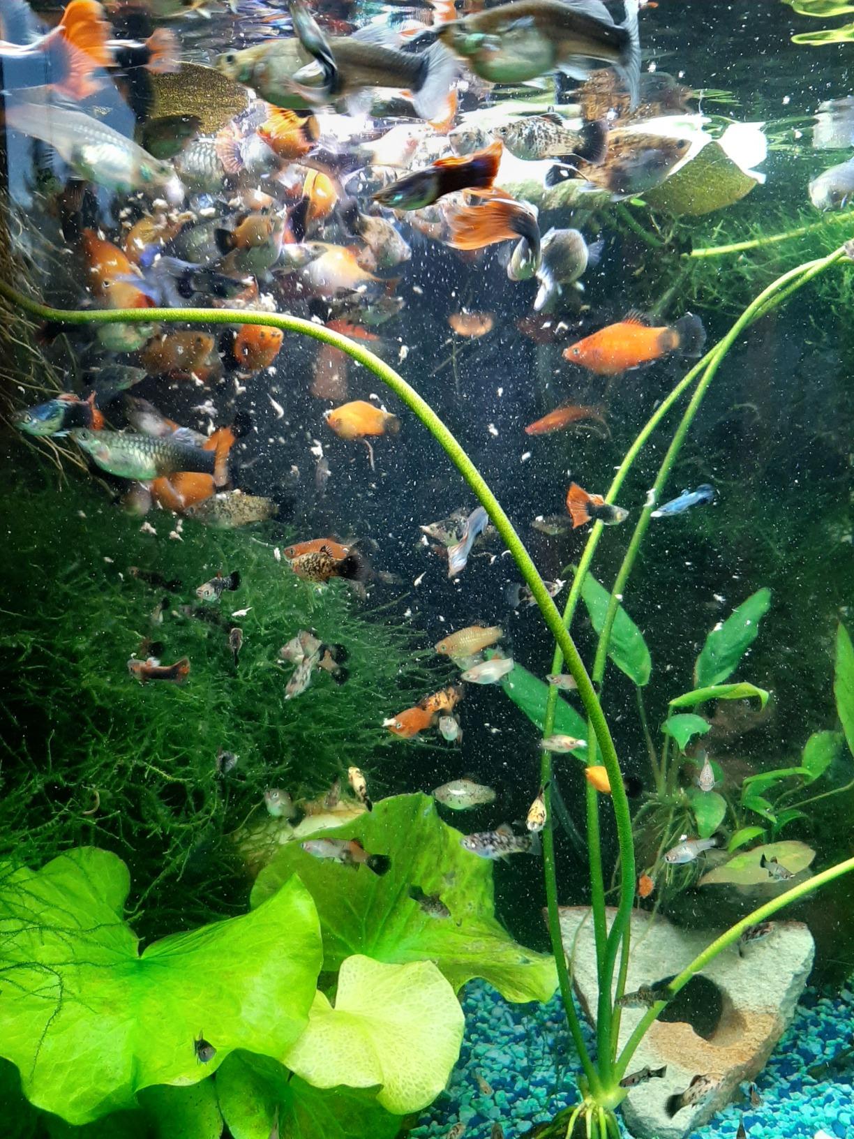 4/mo Finance Sequoia 5 OZ Freeze Dried Brine Shrimp Cubes Aquatic