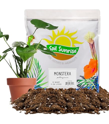 Amazon.com : GARDENERA Premium Dracaena Soil Mix - 2 Quart - Expertly  Formulated Potting Mix for Thriving Dracaena Trees and Shrubs : Patio, Lawn  & Garden