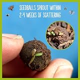 Seedball Wildlife Seed Bombs 100 Pack Bee Friendly Wildflower Mix view 6