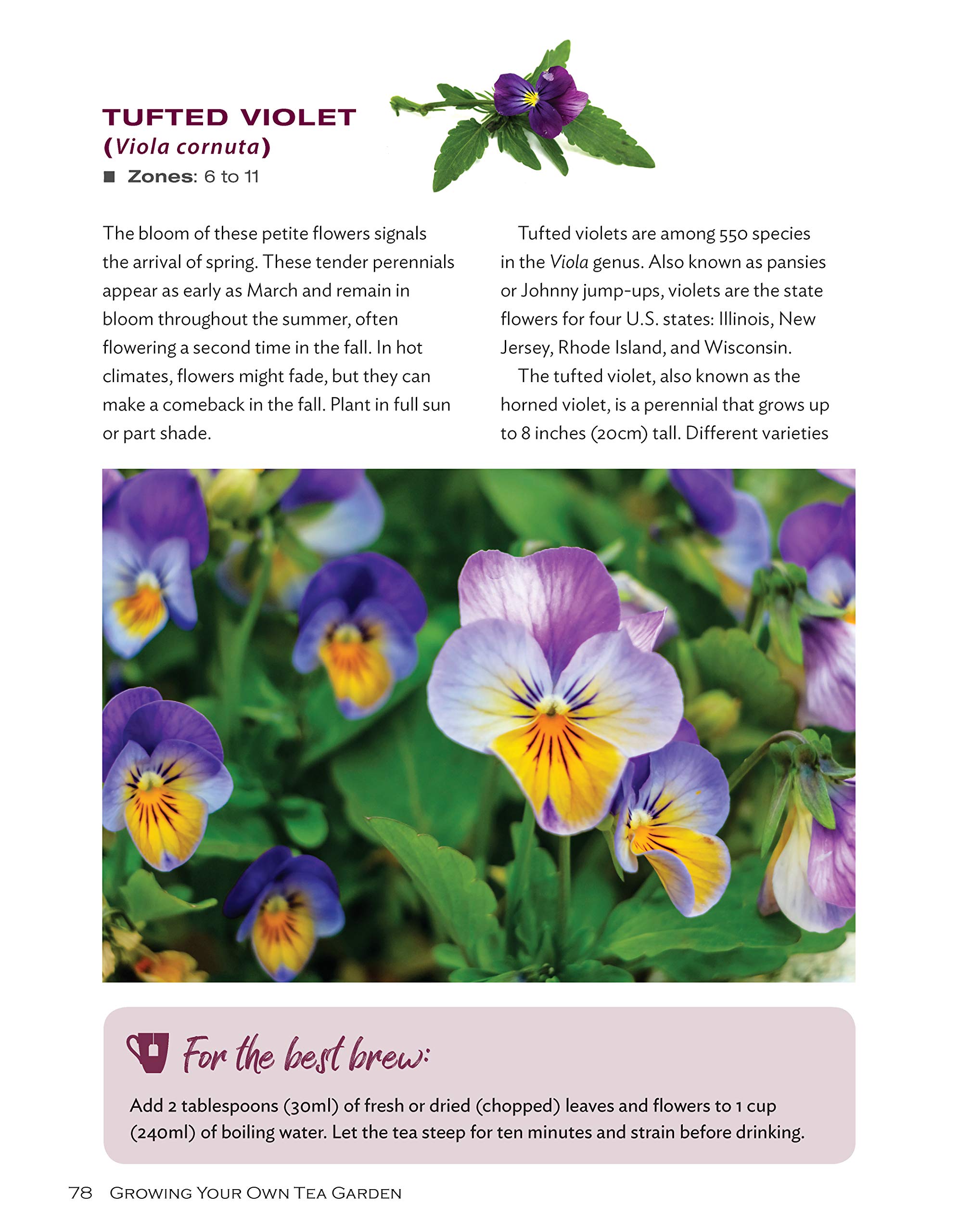Growing Your Own Tea Garden: The Guide to Growing and Harvesting Flavorful Teas in Your Backyard (CompanionHouse Books) Create Your Own Blends to Manage Stress, Boost Immunity, Soothe Headaches & More Apr 9, 2019