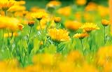 Weleda Baby Face Cream Calendula Moisturiser 50ml Pack of 2 view 4