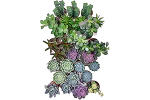 Cactus en Ligne | Live Succulent Collection Pack – 6, 10, or 28 Assorted 2.5" Succulents | Indoor House Plants, Minimal Care,