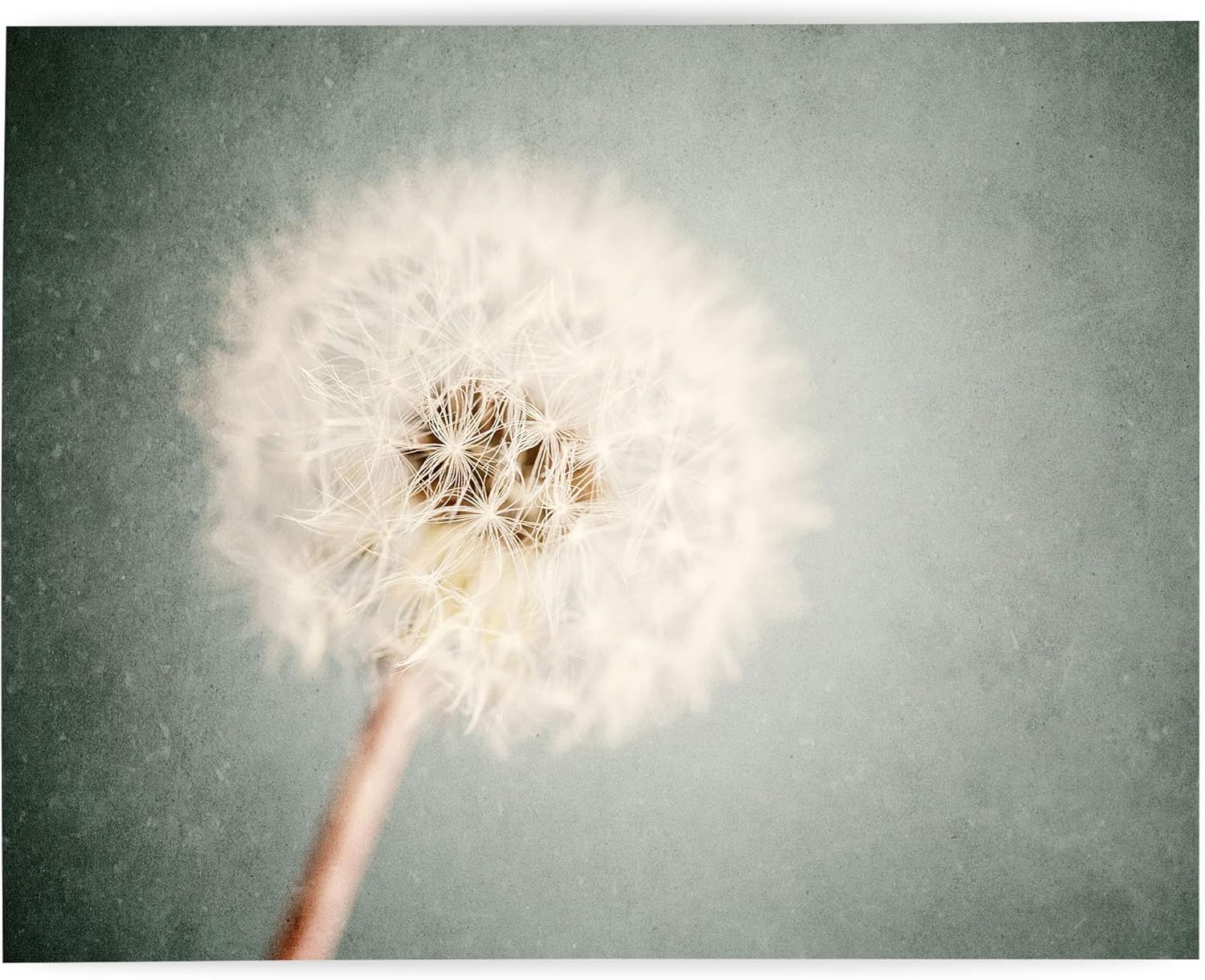 Photographs - Lisa Russo Fine Art - Dandelion Floral Photography Print for Nursery Wall Decor - Not Framed - Blue, Grey (11x14 Print Only)