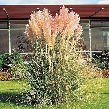 Pampasgras Rosa 1 Pflanze Meingartenshop Weihnachtsfeiertage