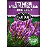 Dense Blazing Star Seeds for Planting - Gayfeather Wildflower (1 Pack) | Liatris Spicata Prairie Feather - North American Native Perennial Flower for Pollinators - Survival Garden Seeds