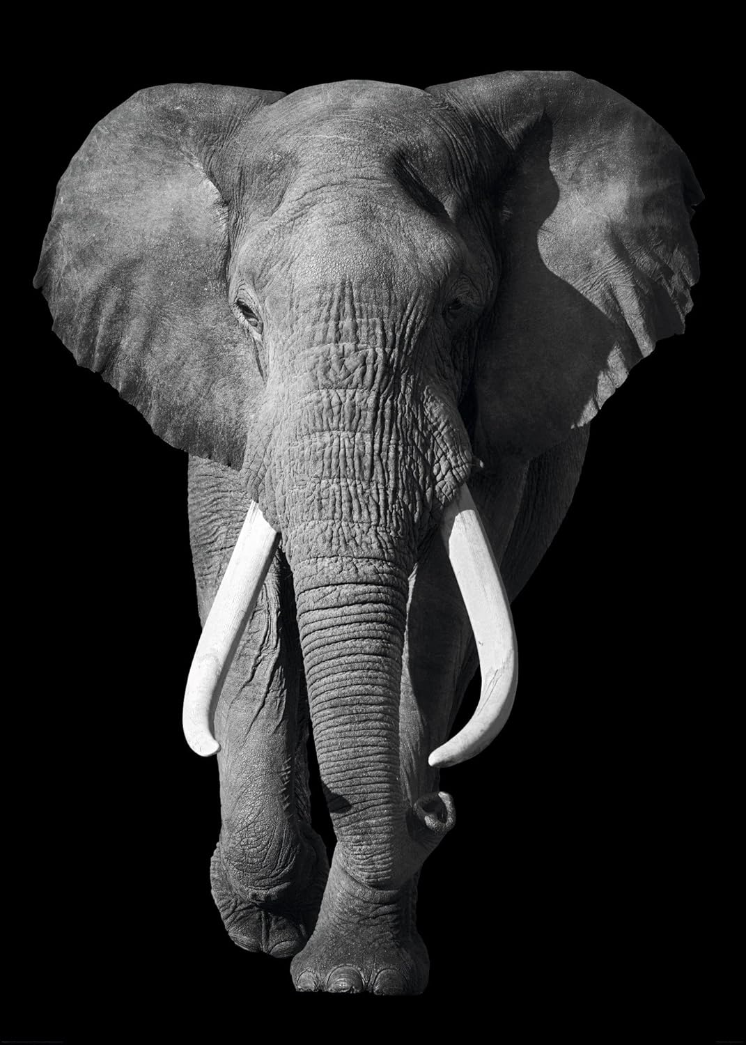 African Elephant Black Background GIANT PAPER POSTER Amazon.co.uk