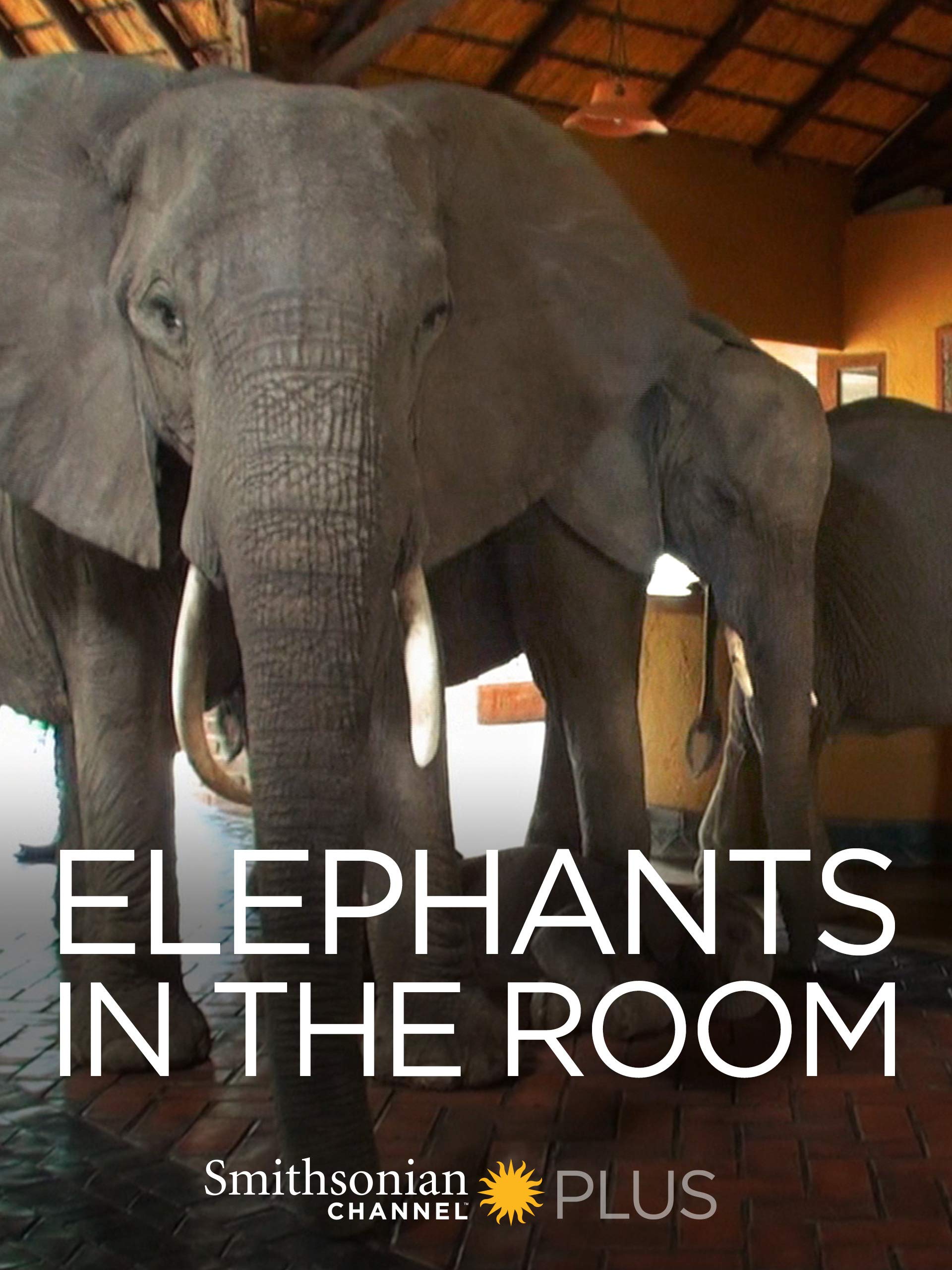 Amazon Com Elephants In The Room Jan Lampen Movies Tv