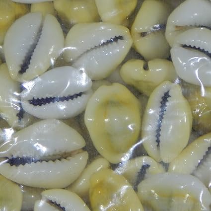Yellow Laxmi Cowry 50piece Lakshmi Gavvalu Kawry Shwet Kodi Kauri 2cm