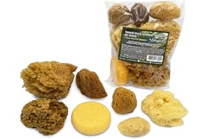 Natural Sea & Synthetic Sponges - Assorted Sizes 7pc Value Pack for Crafts & Artists: Great for Painting, Hobbies, Art, Effects, Ceramics, Clay, Pottery by Lullingworth®