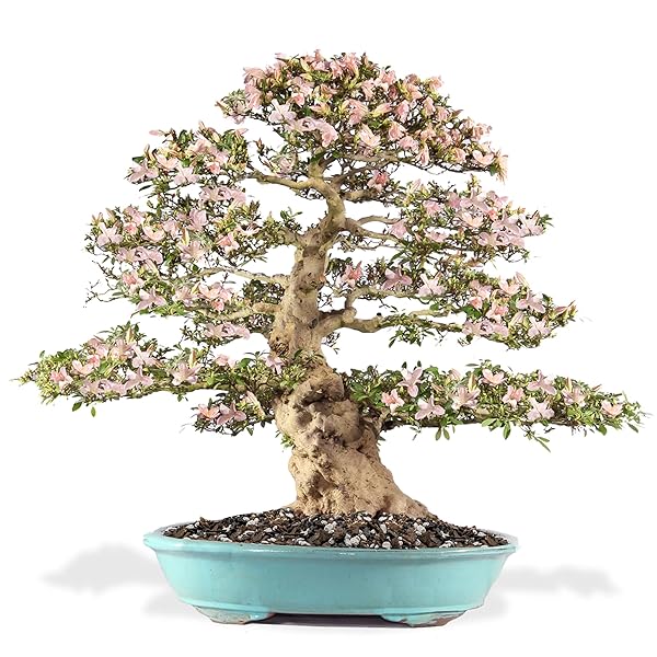 PREMIUM BONSAI SOIL ALL PURPOSE FAST DRAINING MIX – PUMICE, LAVA, CALCINED CLAY AND PINE BARK POTTING PRE MIXED BONSAI PLANT SOIL MIXTURE BY GARDENERA- MADE IN USA – (2 QUART BAG)
