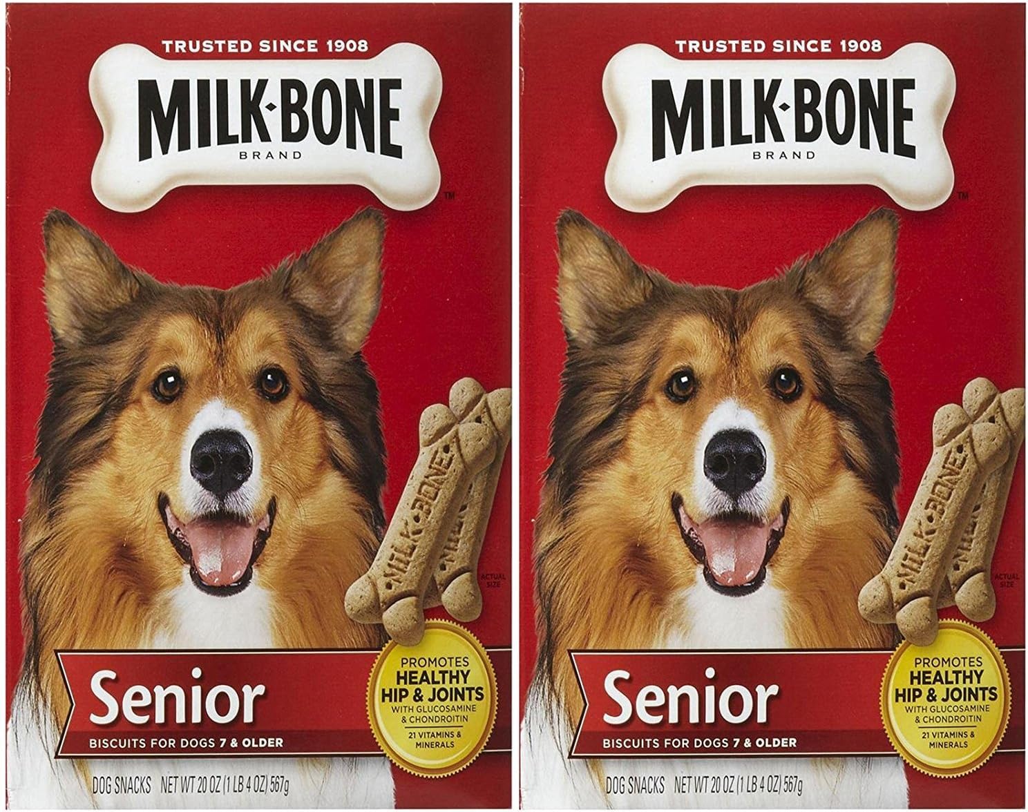 dwarf rabbits for adoption