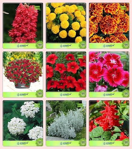 Creative Farmer Flower Seeds : Flower Seeds Ofr Outdoor Garden Spring/Summer and Winter and Winter/Summer Combo Larkspur-Rose Smile, Marigold-Dhan Basanti, Marigold- Bicolour and Others -6 Packs