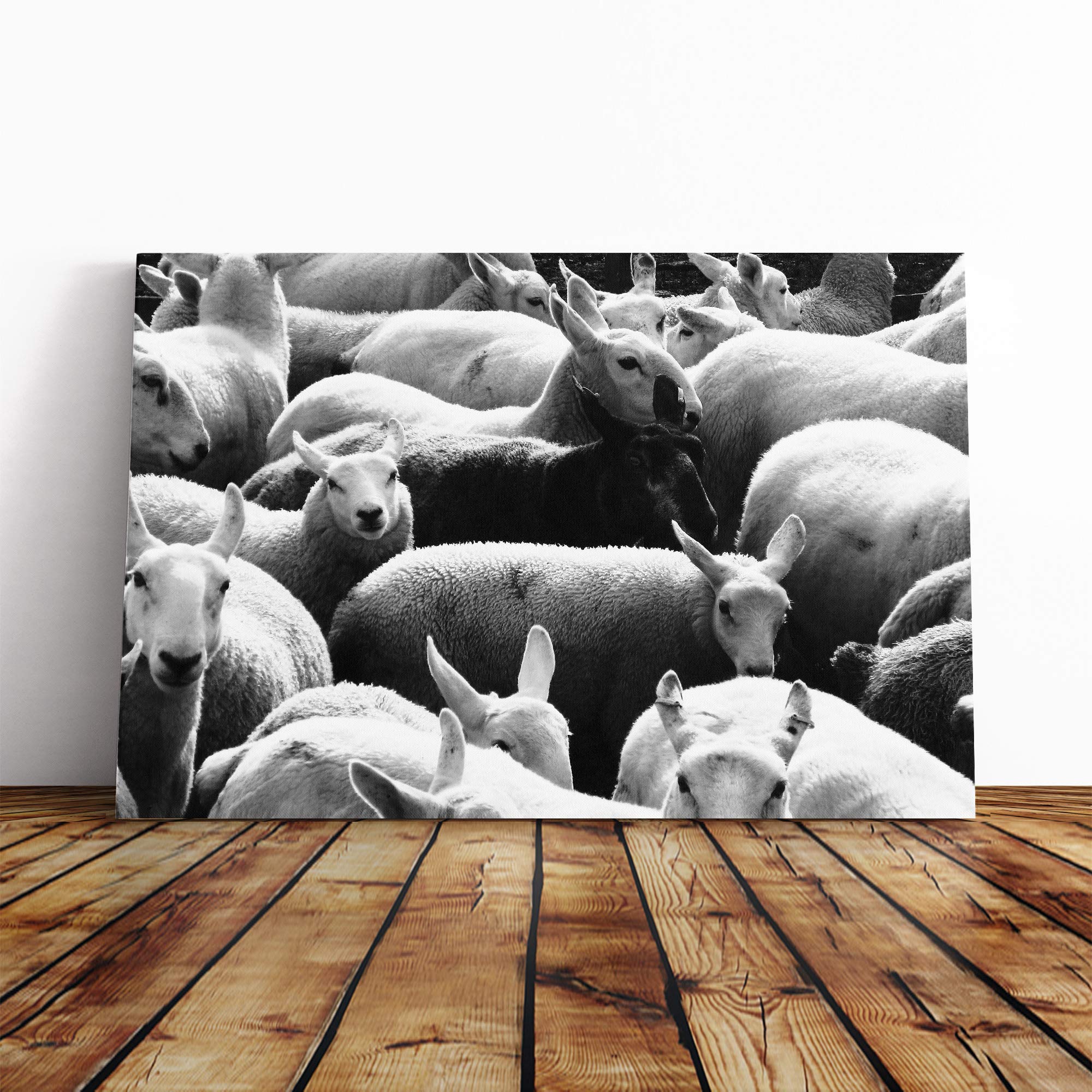The Black Sheep Canvas Print | Gallery Wrapped 30mm Frame Wall Art | 20x14 inches | Ready to Hang | Modern Animals Picture | Living Room Bedroom Lounge Office