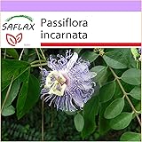 Passiflora winterhart Passiflora winterhart