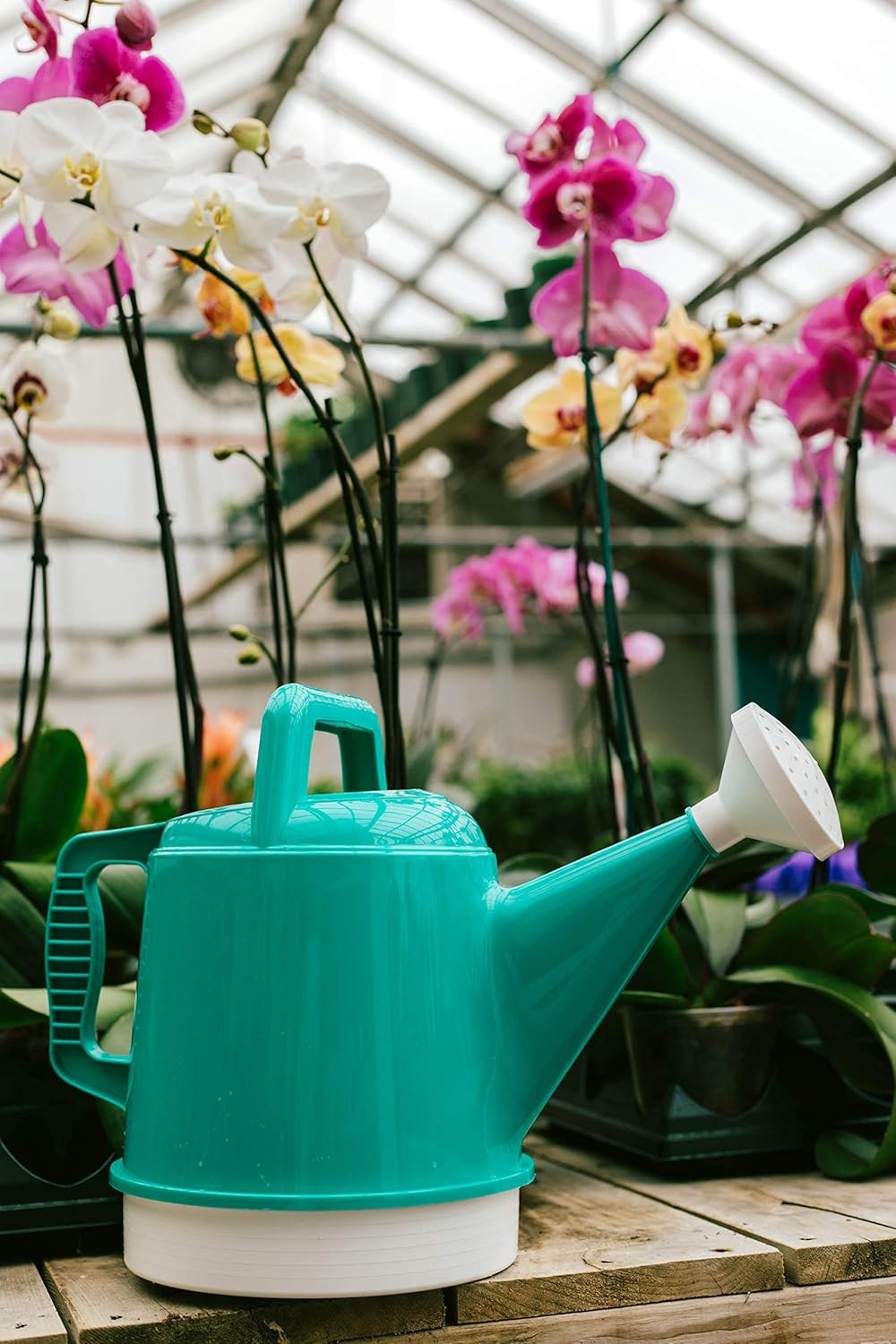 Bloem DWC2-26 Watering Can Deluxe 2.5 Gallon, Bermuda Teal Green : Garden & Outdoor