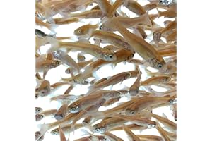 Toledo Goldfish Rosie Red Minnows - Versatile Live Fish Perfect for Aquariums or as Feeder Fish for Ponds - Large, 250 Count