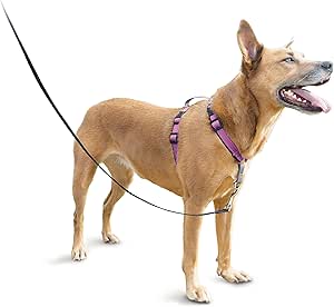 balance harness amazon